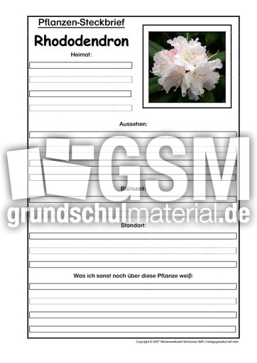 Pflanzensteckbrief-Rhododendron.pdf